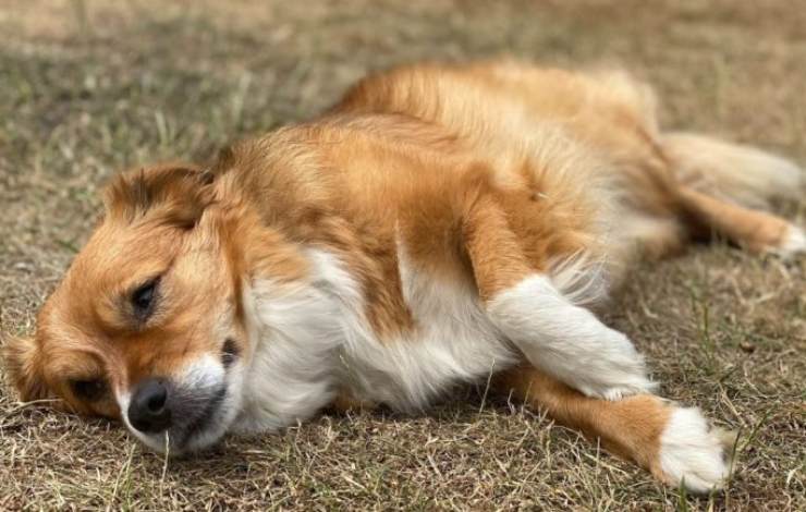 cane soffre caldo