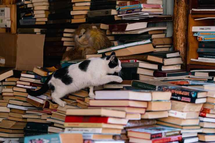 Gatto su libri di scuola