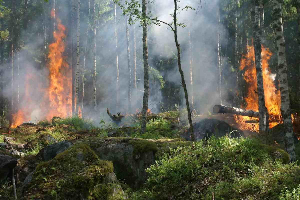 Alberi in fiamme in un bosco